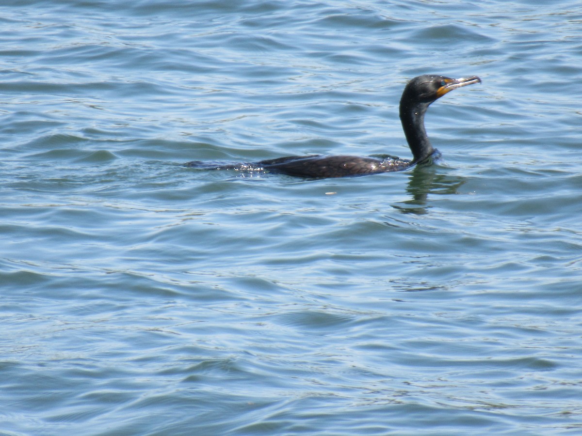 Double-crested Cormorant - ML570798621