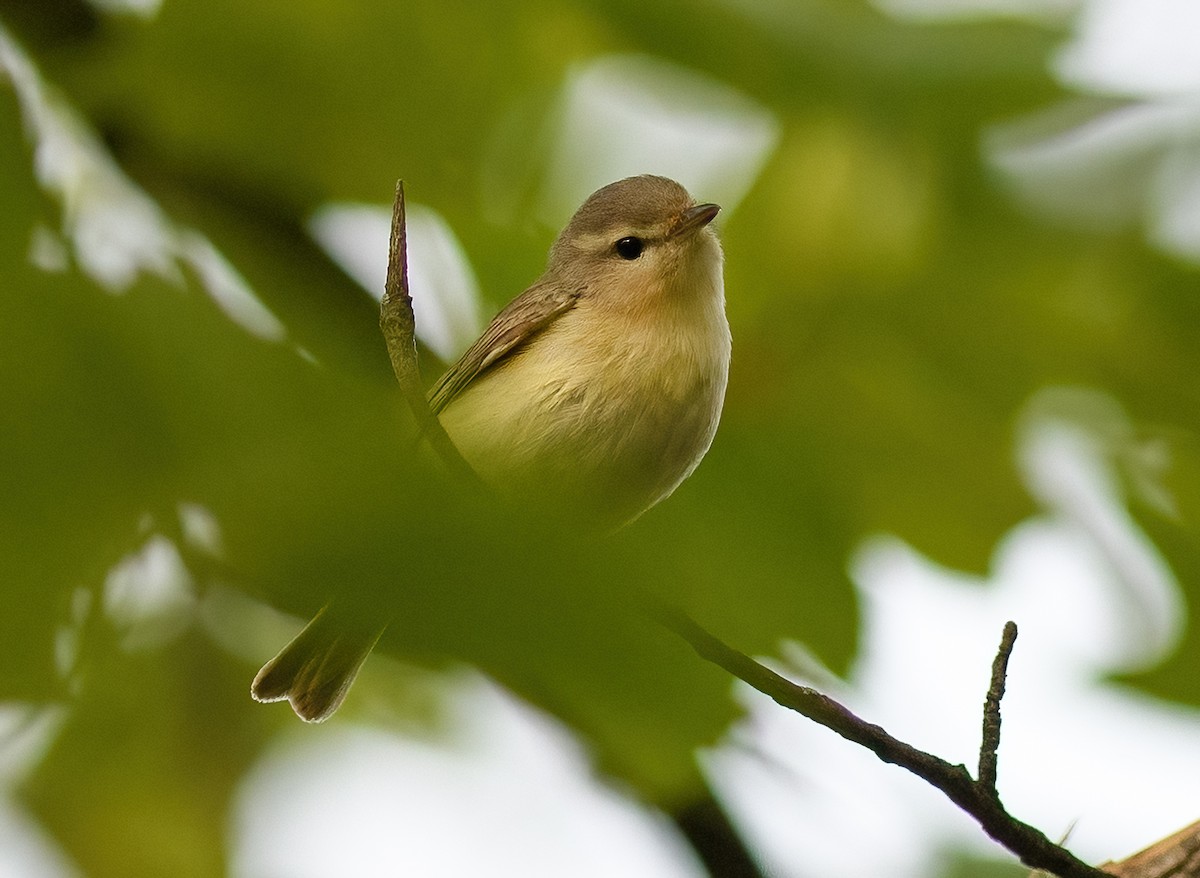 Warbling Vireo - ML570798921