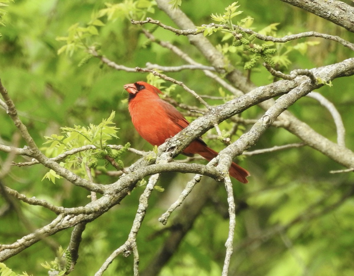 Northern Cardinal - Robert Mills