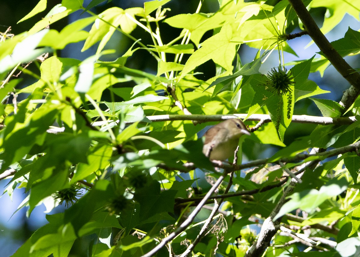 Swainson's Warbler - ML570799051