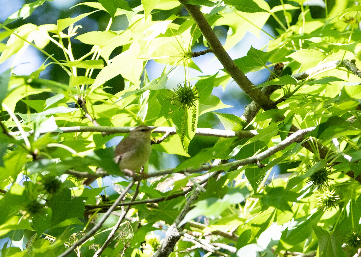 Swainson's Warbler - Daniel Blower