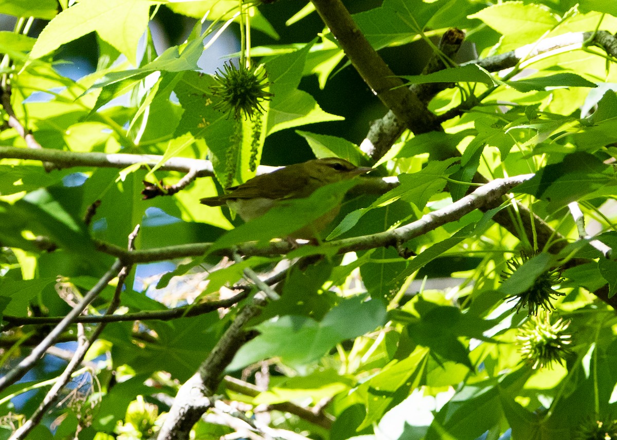 Swainson's Warbler - Daniel Blower