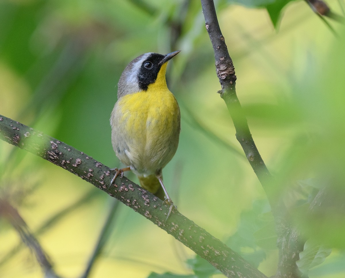 Common Yellowthroat - ML570799081