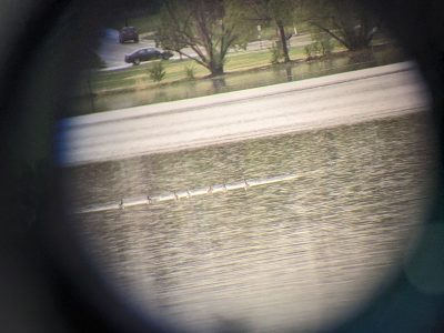 Red-necked Phalarope - ML570799301