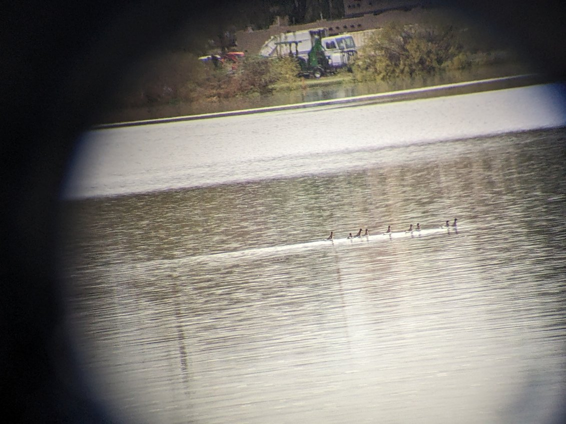 Red-necked Phalarope - ML570799311