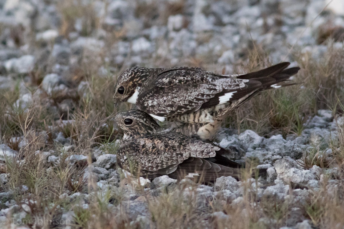 Antillean Nighthawk - ML57080031