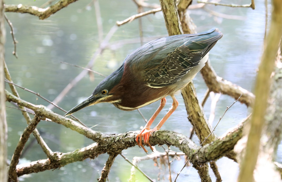 Green Heron - ML570801001