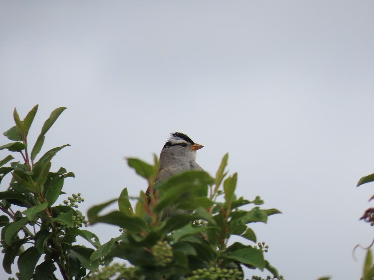 White-crowned Sparrow - ML570801141