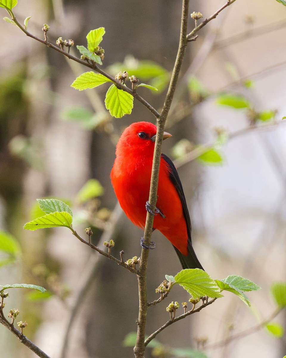 Scarlet Tanager - Nick Hawvermale
