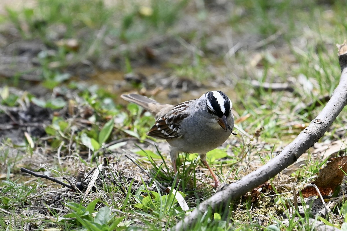 White-crowned Sparrow - ML570803311