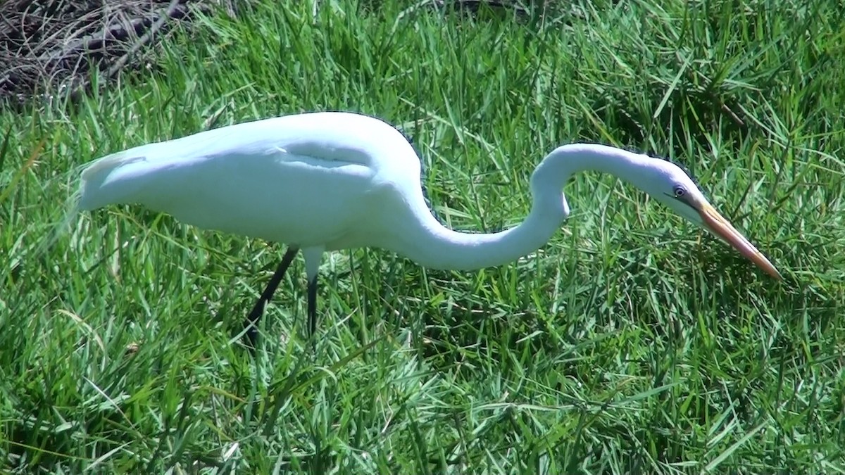 Great Egret - ML570803641