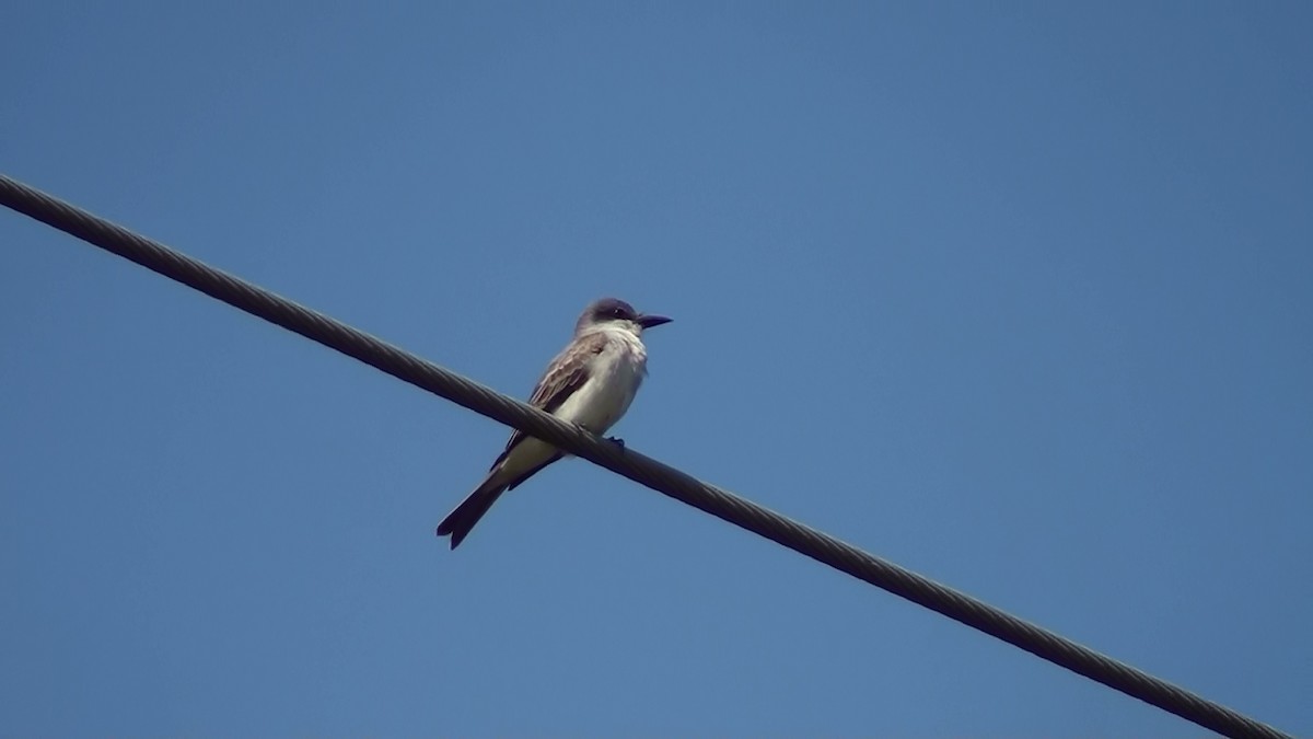 Gray Kingbird - ML570803691