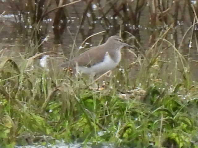 Common Sandpiper - Chemi Ibáñez de la Fuente