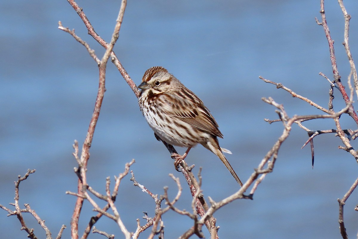 Song Sparrow - ML570805721