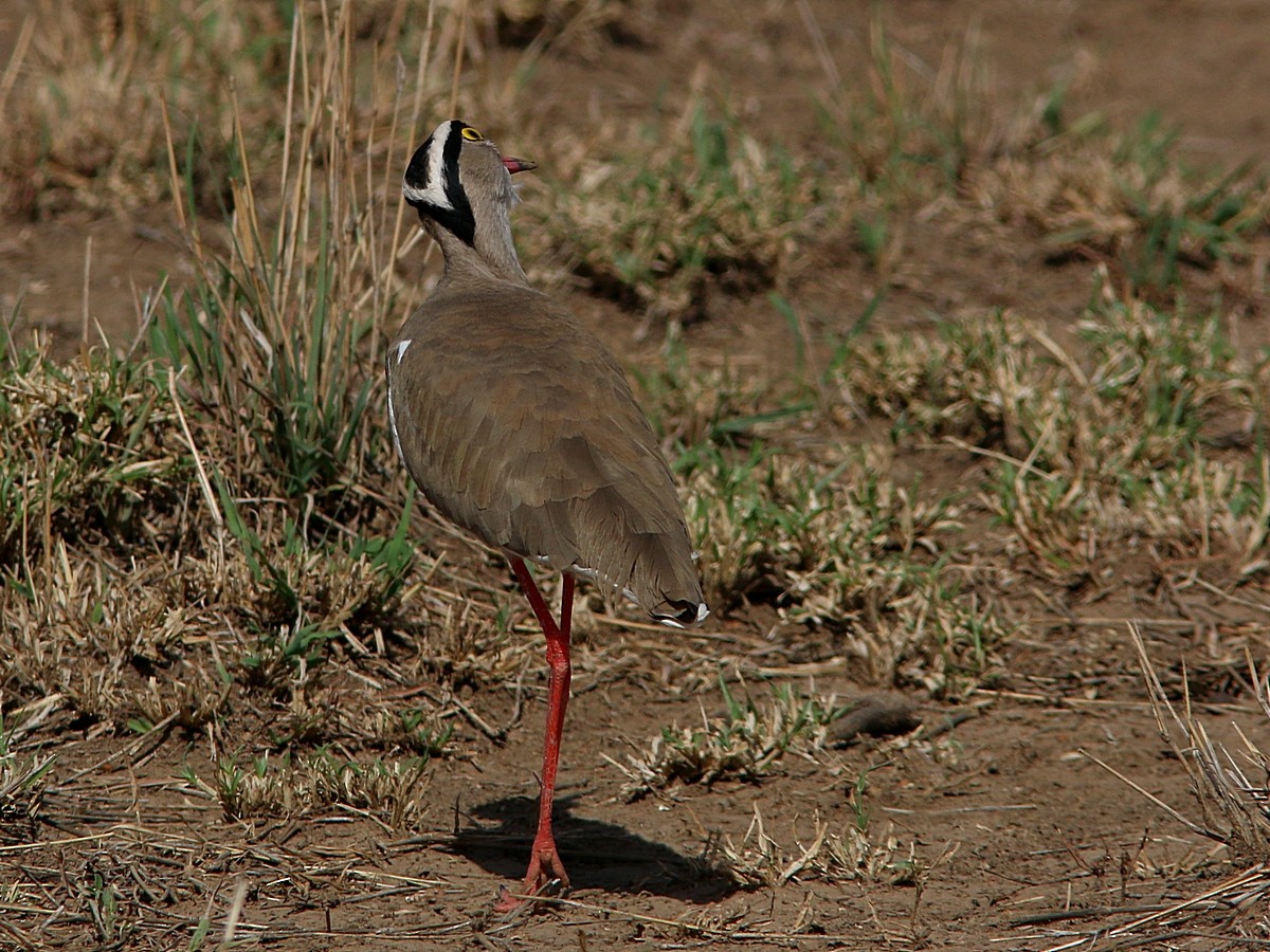 Crowned Lapwing - ML570806261