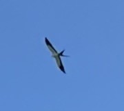 Swallow-tailed Kite - ML570806841