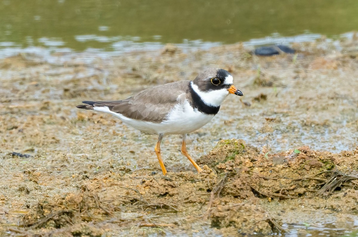 Semipalmated Plover - ML570808701