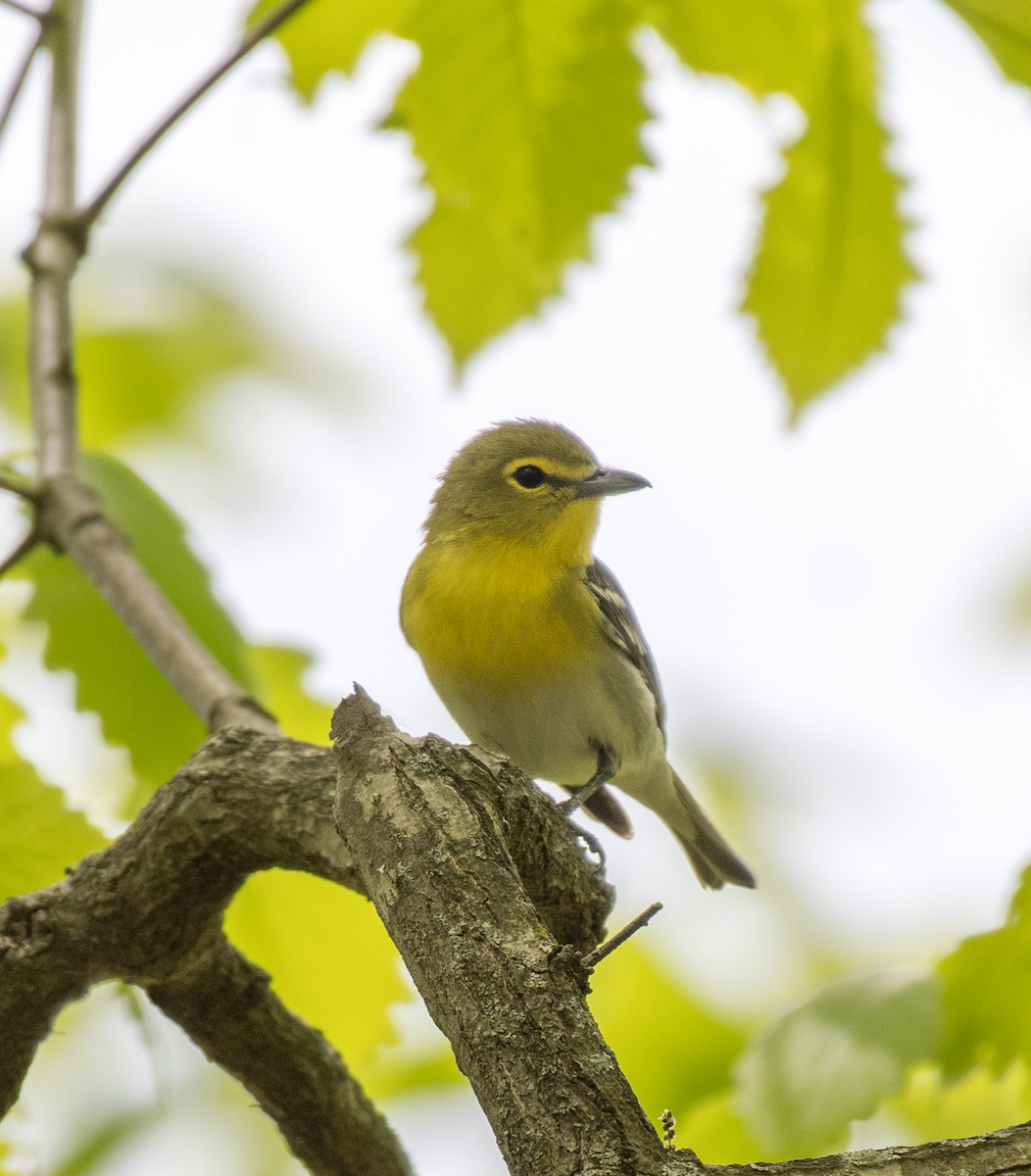 Yellow-throated Vireo - ML570809461