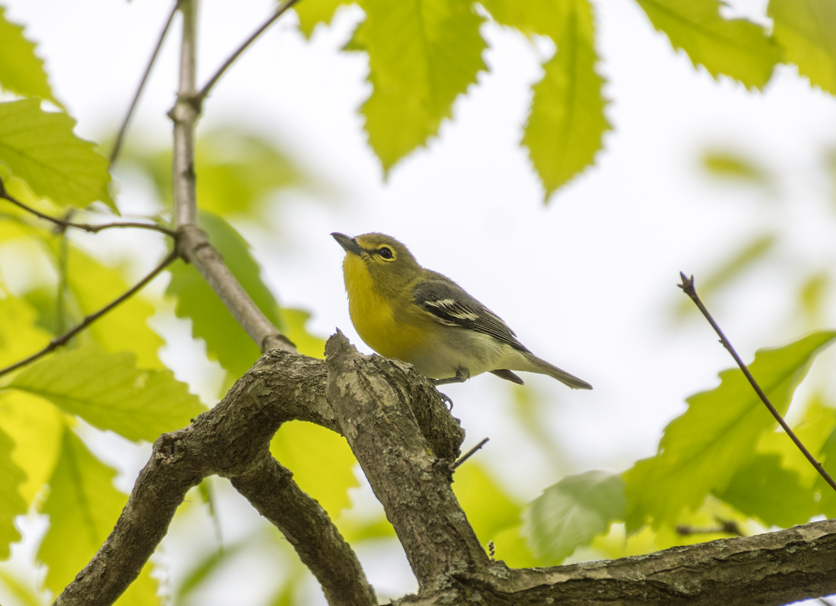 Yellow-throated Vireo - ML570809531