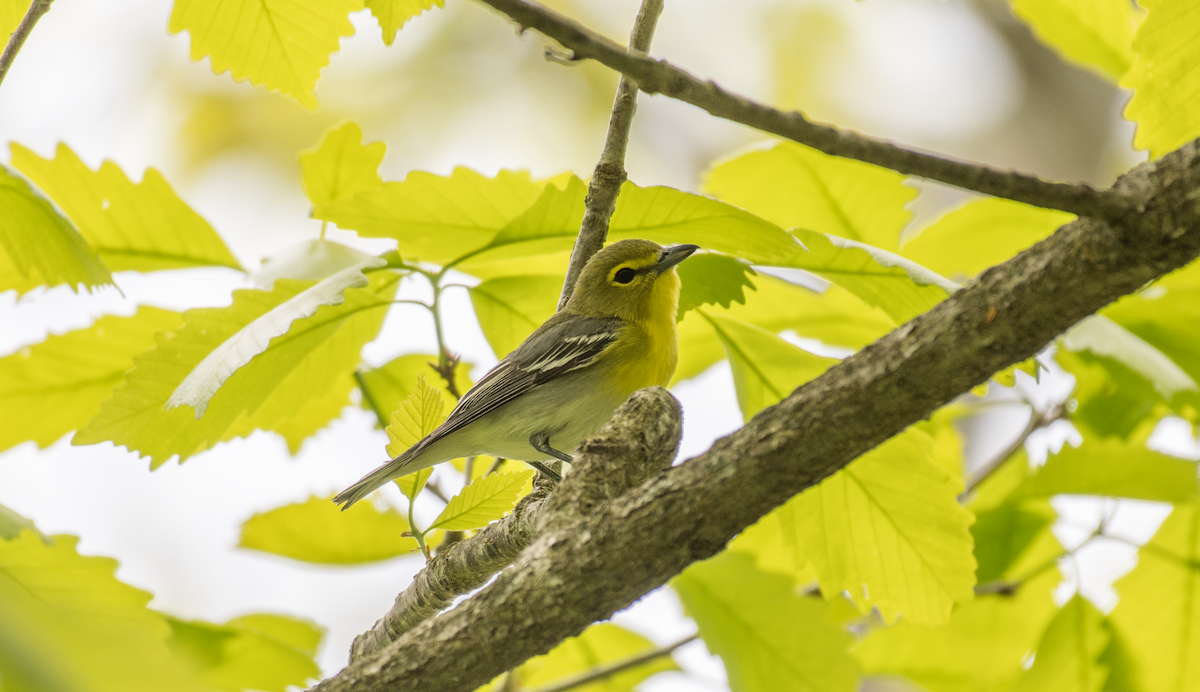 Yellow-throated Vireo - ML570809671