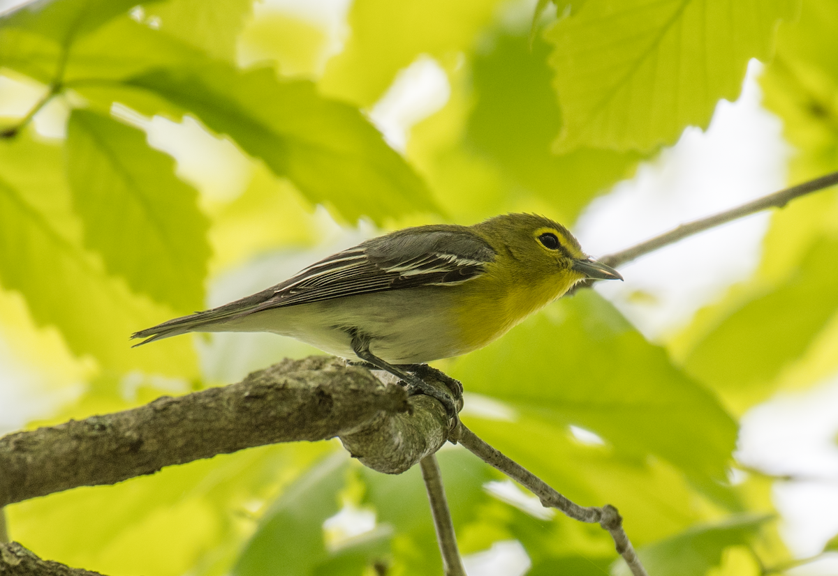 Yellow-throated Vireo - ML570809951