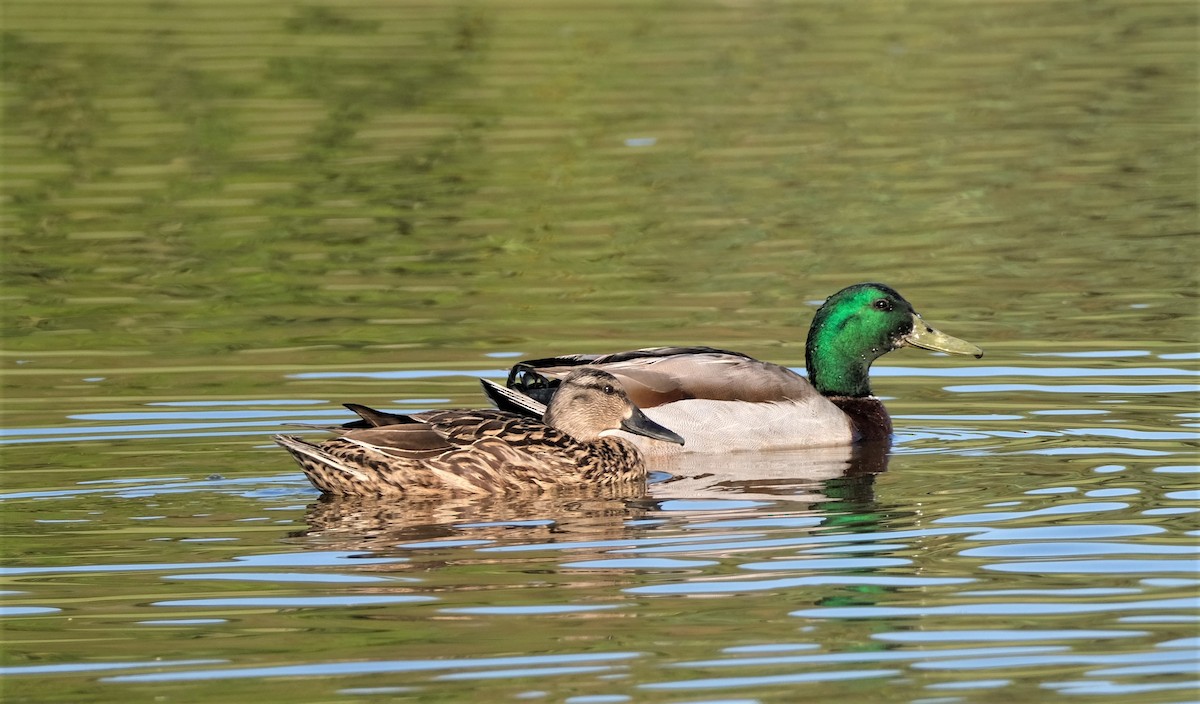 Mallard - ML570810211