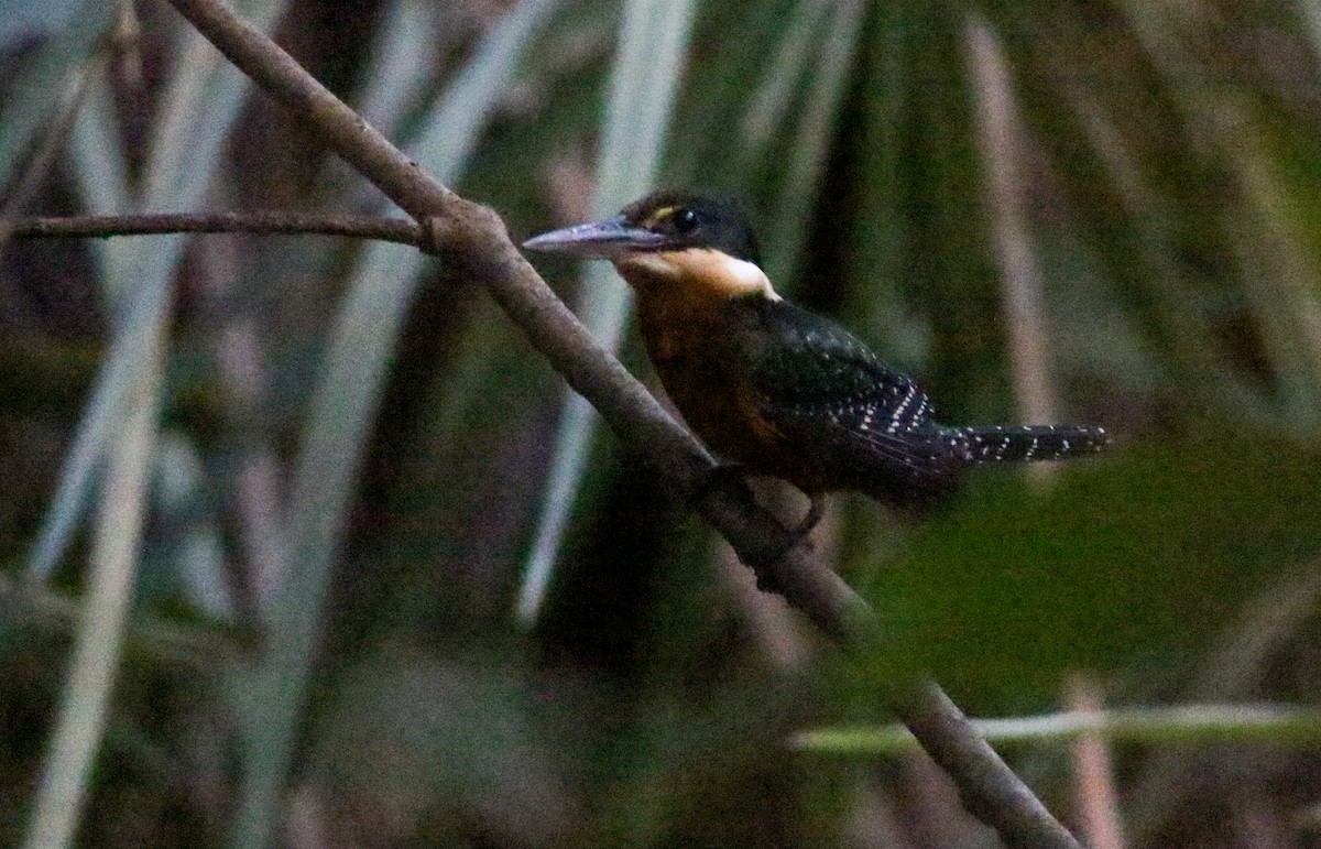 Green-and-rufous Kingfisher - Alex Wiebe