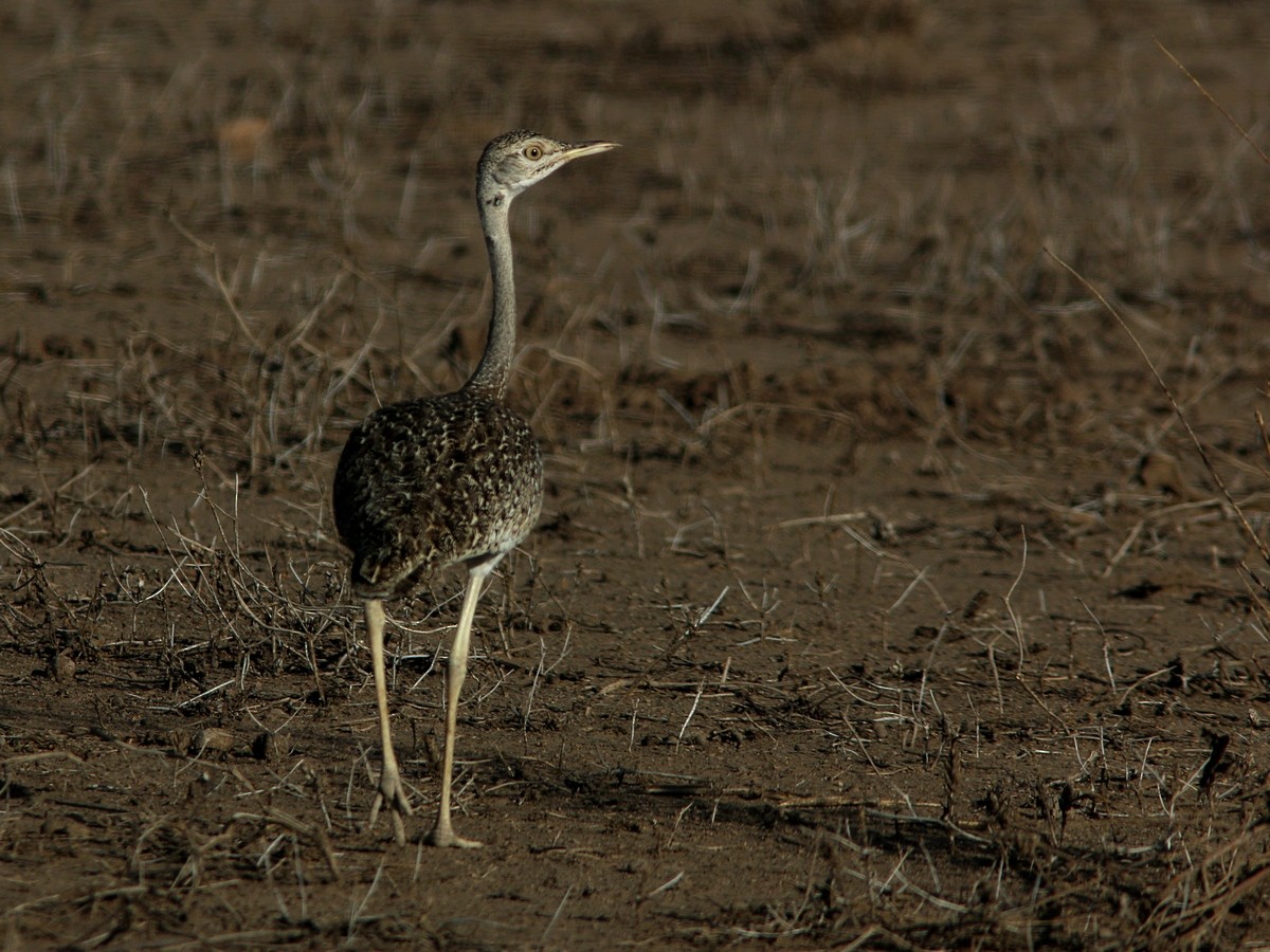 Hartlaub's Bustard - ML570810571