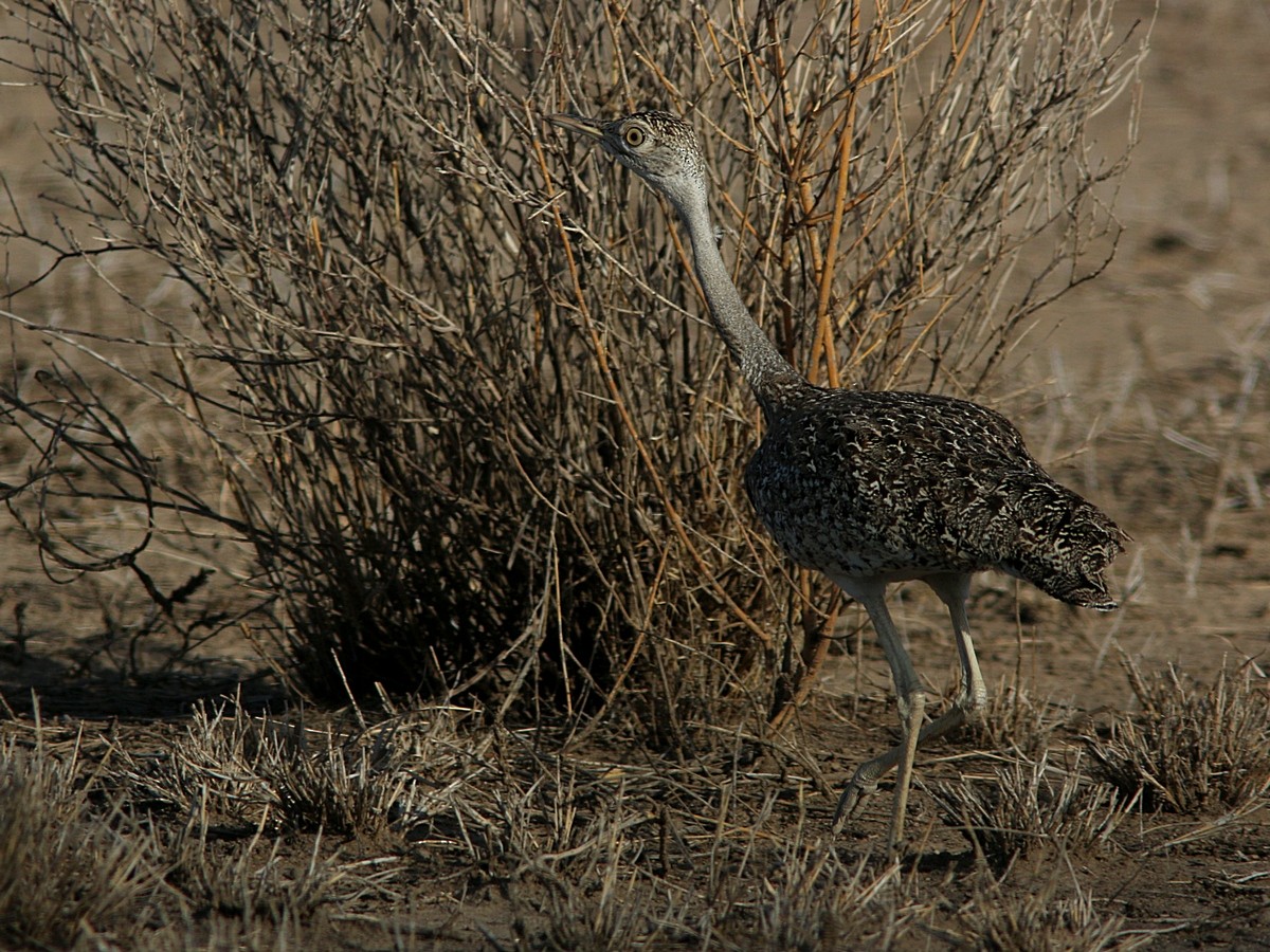 Hartlaub's Bustard - ML570810581