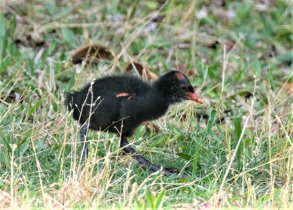 Common Gallinule - ML570810691