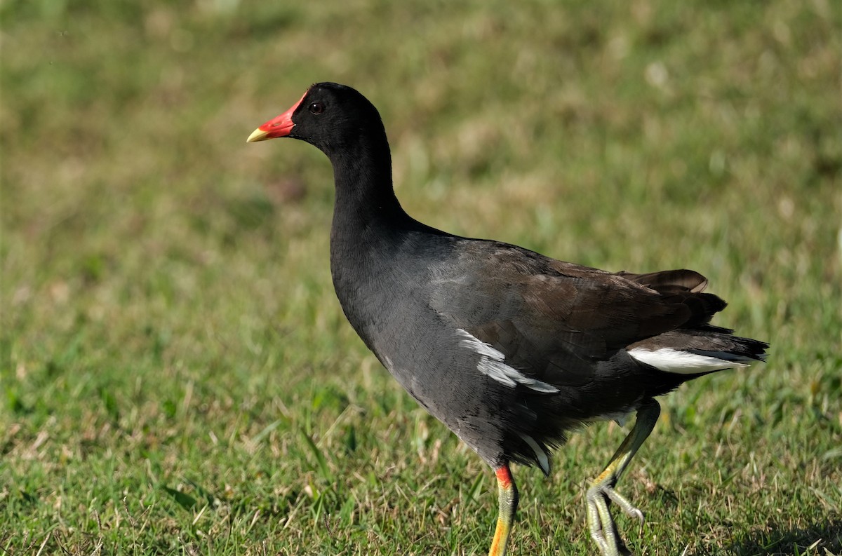 Common Gallinule - ML570810911