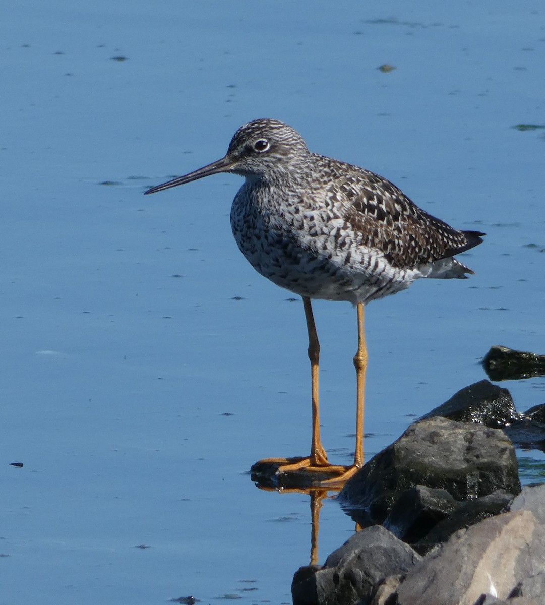 Greater Yellowlegs - ML570812341