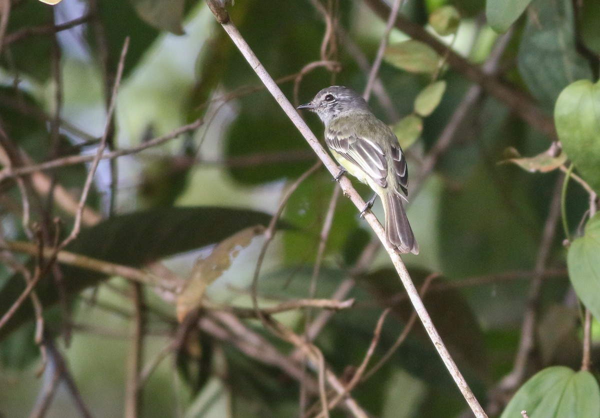 Forest Elaenia - Alex Wiebe