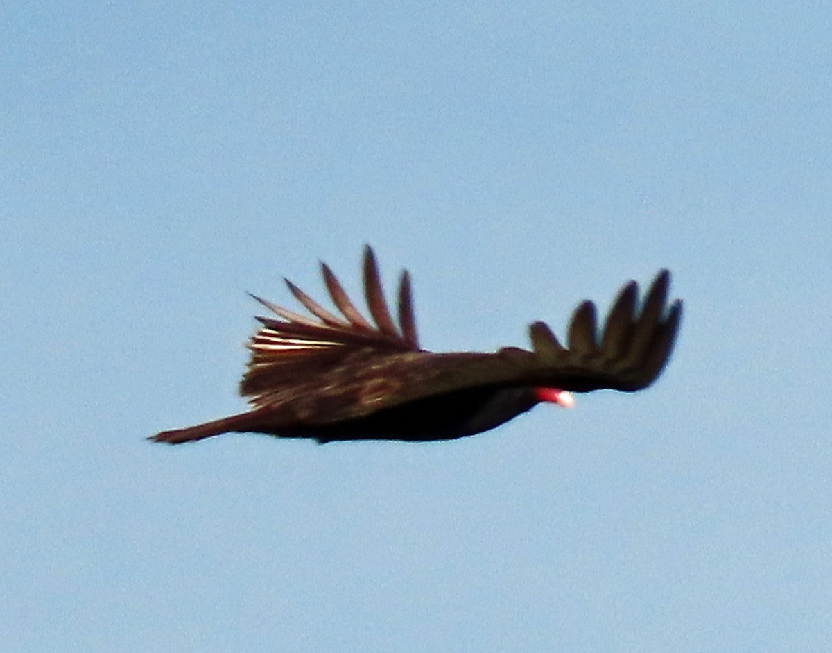 Urubu à tête rouge - ML570812551