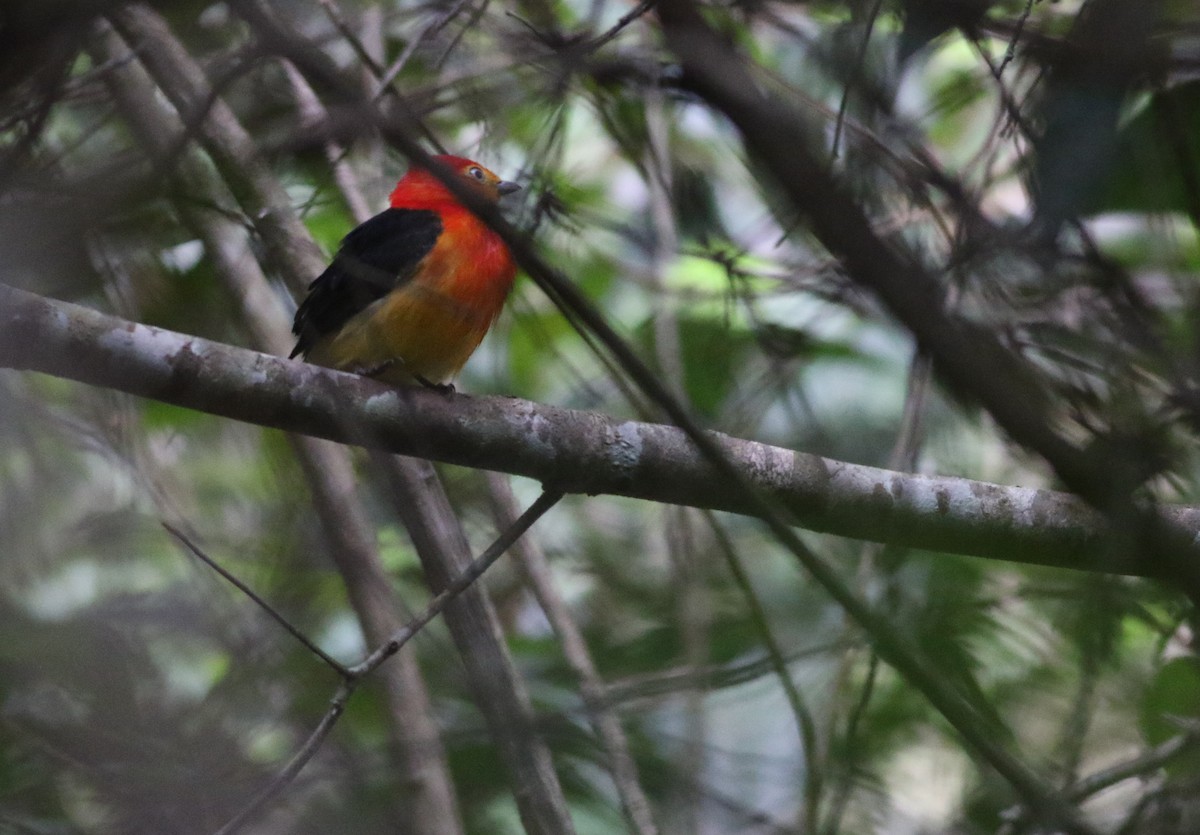 Band-tailed Manakin - ML570812711