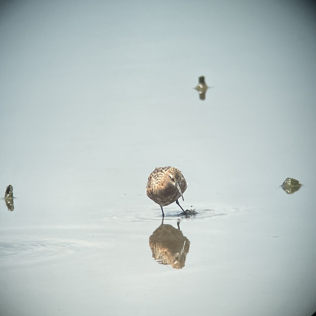 Curlew Sandpiper - Melissa Roach