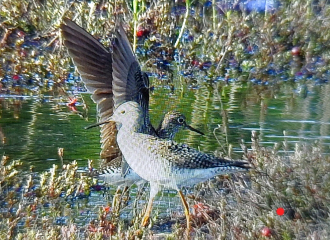 Solitary Sandpiper - ML570813131