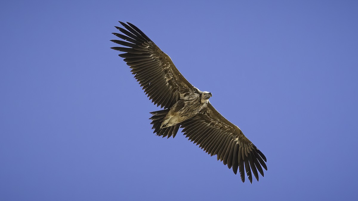 Lappet-faced Vulture - Markus Craig