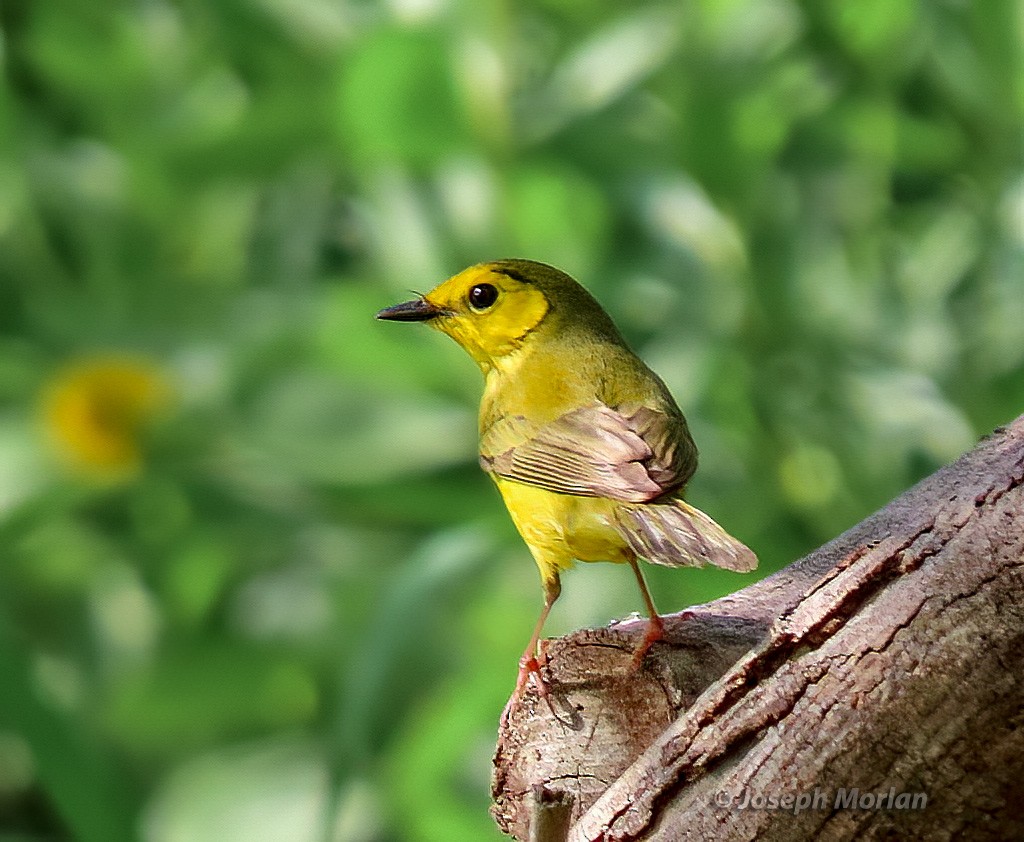 Hooded Warbler - ML570813361