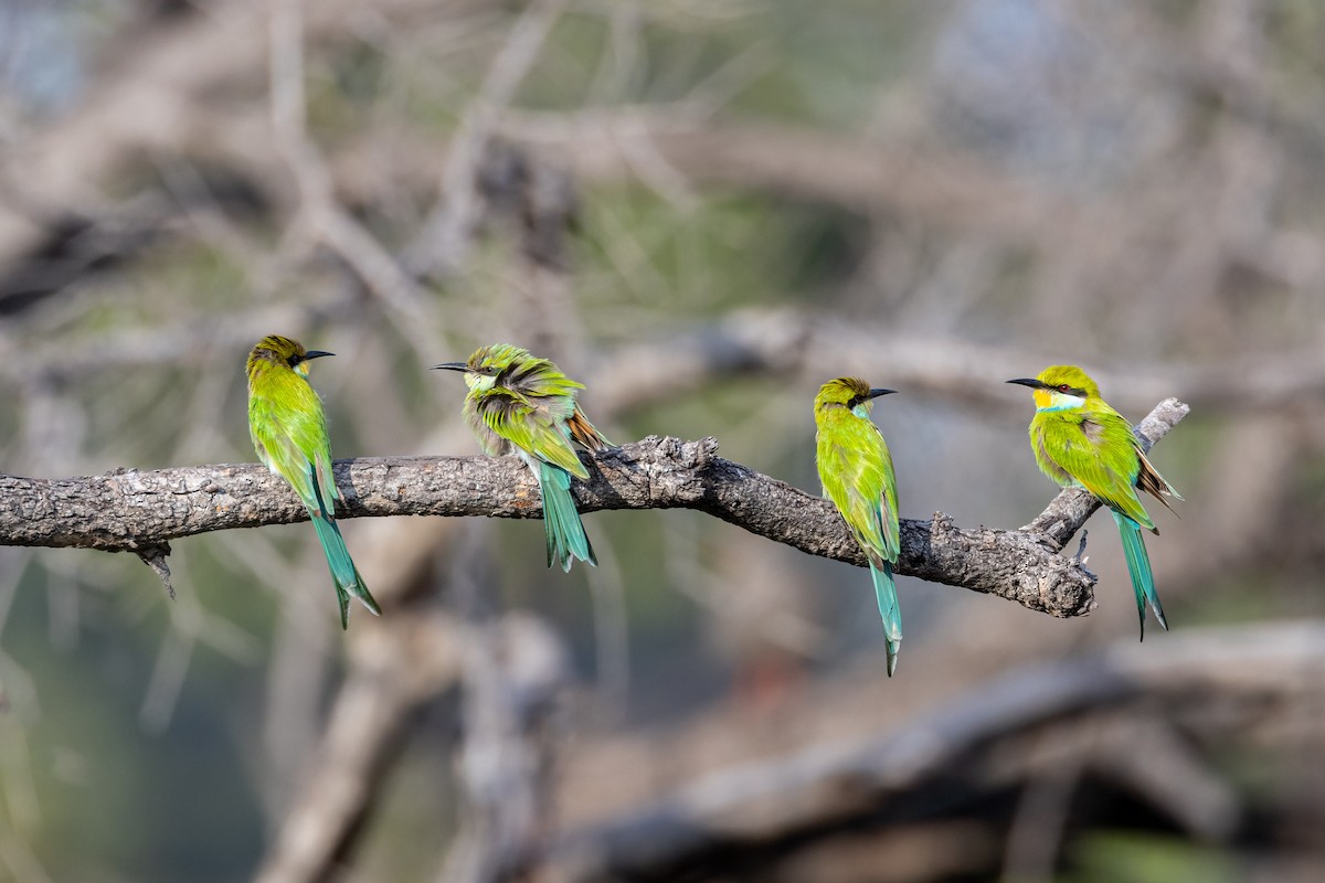 Swallow-tailed Bee-eater - ML570813801