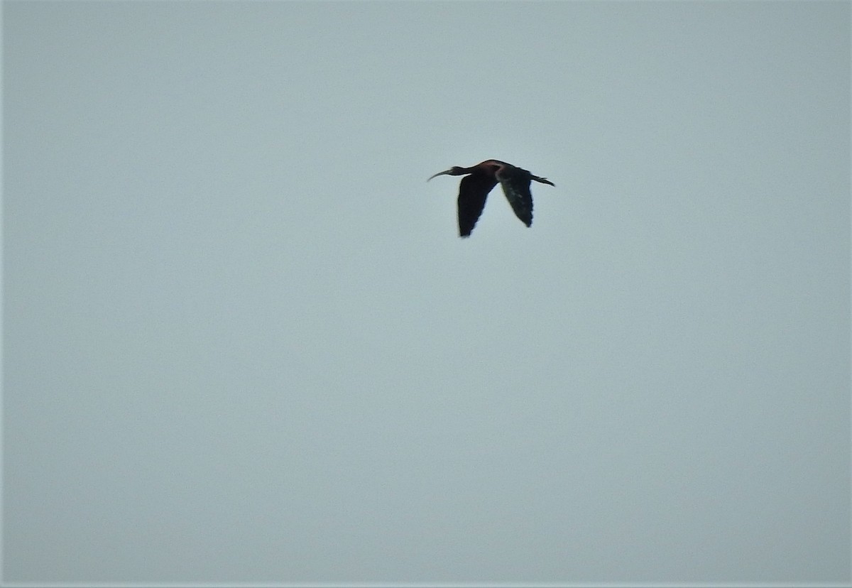 Glossy Ibis - ML570814561