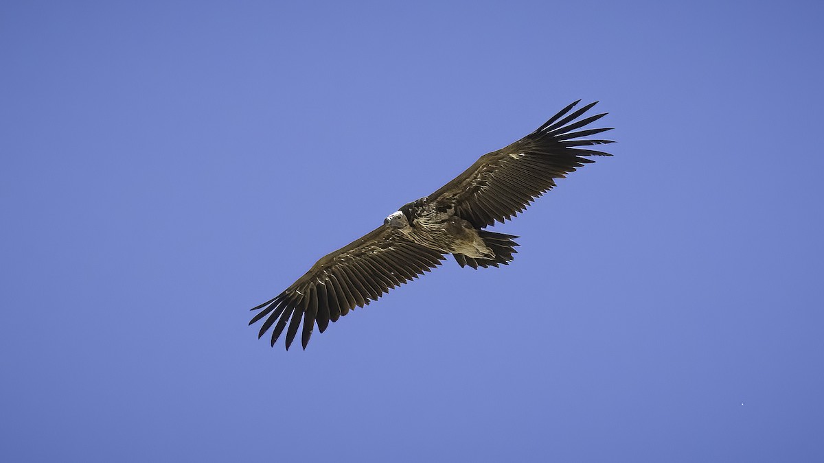 Lappet-faced Vulture - Markus Craig