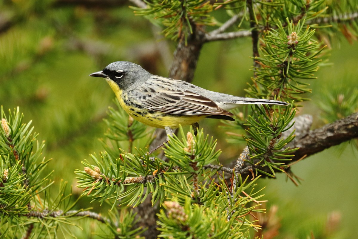 Kirtland's Warbler - ML570816311