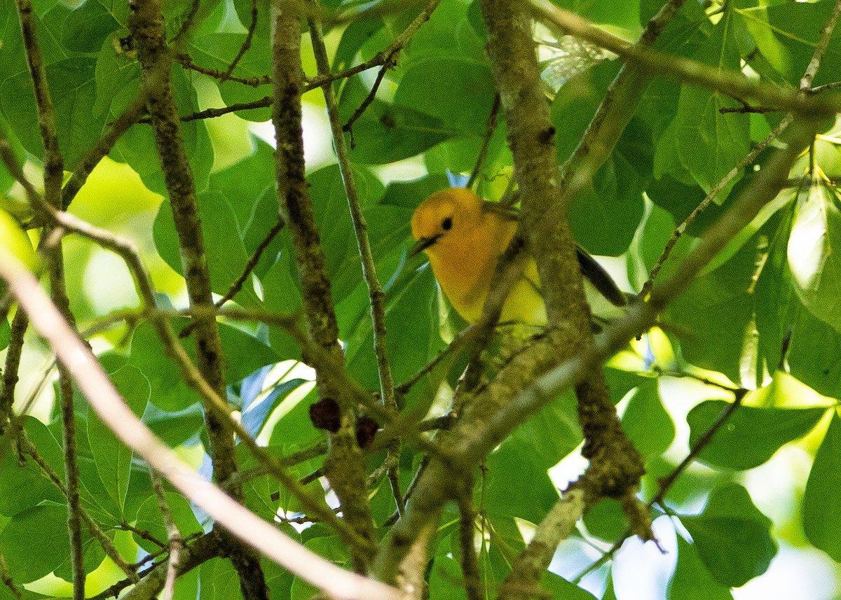 Prothonotary Warbler - Daniel Blower