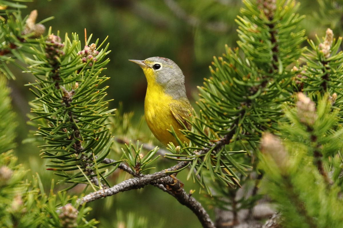 bjørkeparula - ML570817641