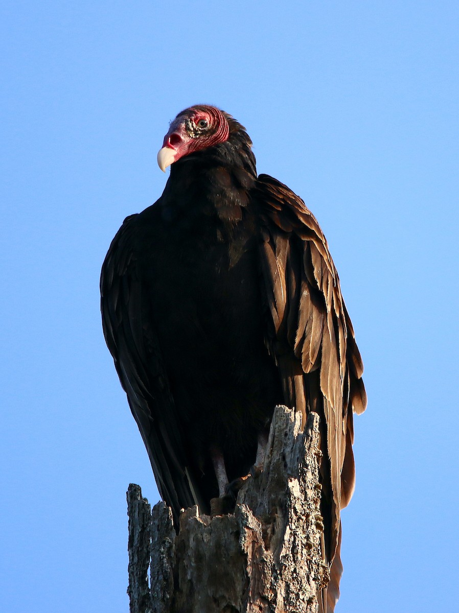 Turkey Vulture - ML570817841