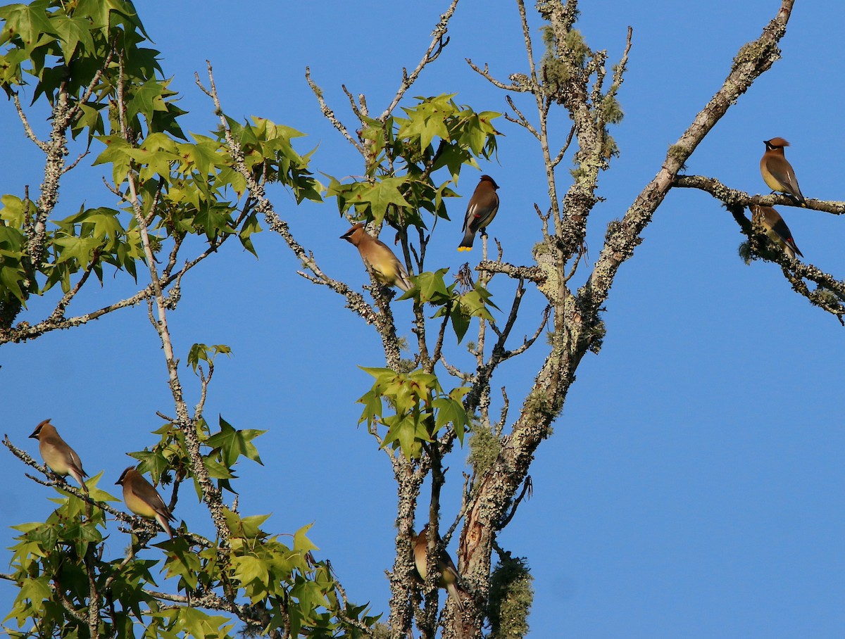 Cedar Waxwing - ML570818441