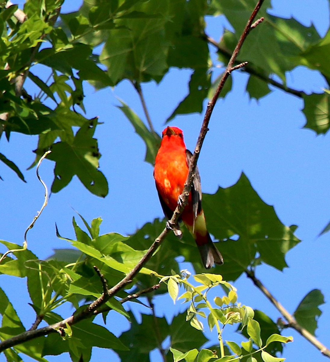 Scarlet Tanager - Lori White