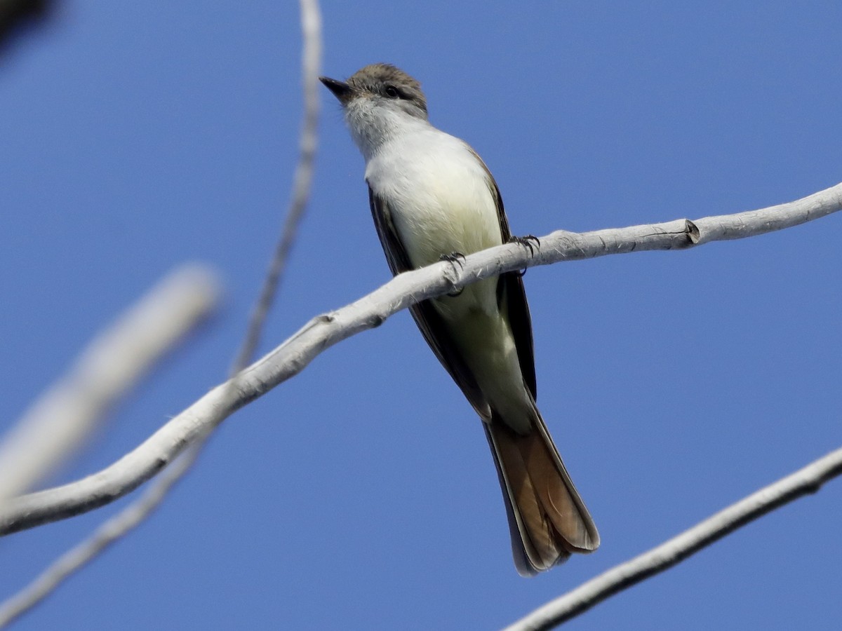 Ash-throated Flycatcher - ML570820241