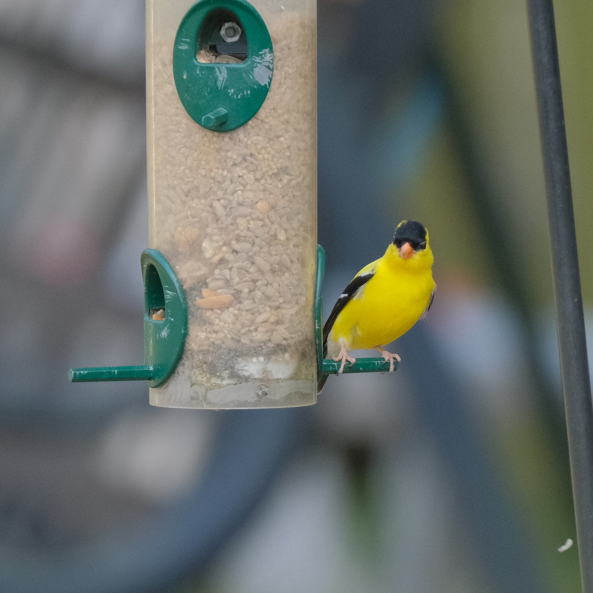 American Goldfinch - ML570823301